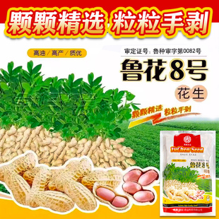 高产花生种子原种早熟山东鲁花丰花海花大小白沙带壳原种花生籽子