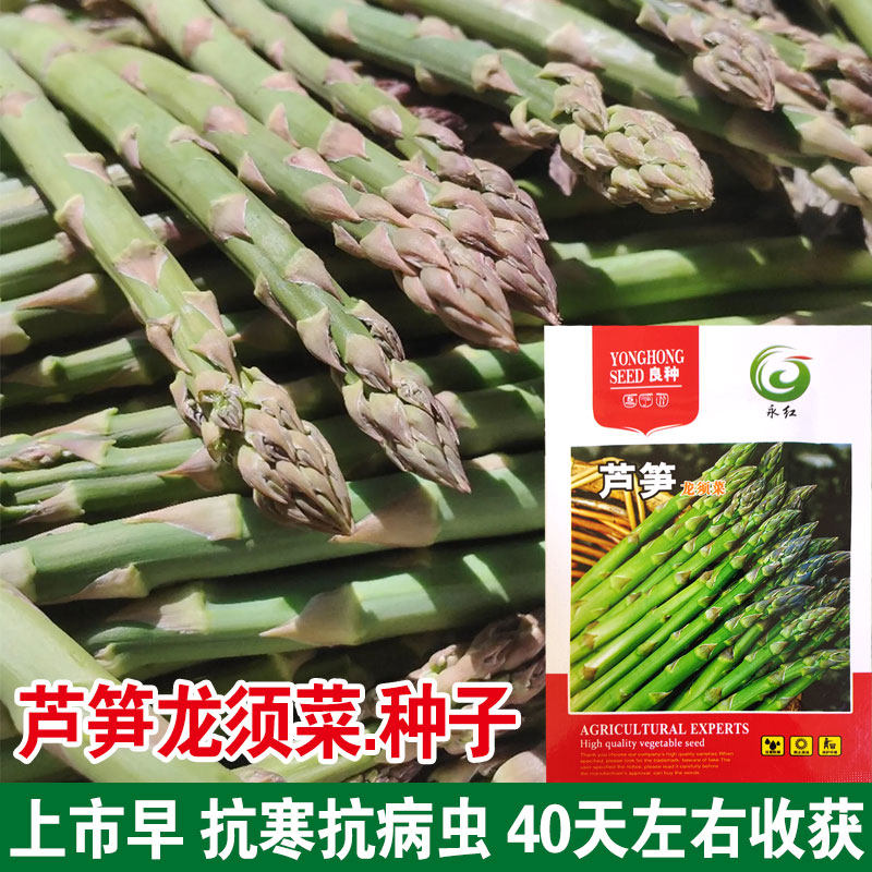芦笋种孑种子苗根苗种根根种苗盆栽根苗籽带土蔬菜菜种籽蔬菜种子