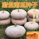 圣凯华农磨盘大南瓜种子 蔬菜种子瓜大高产味甜面中晚熟 特甜超面