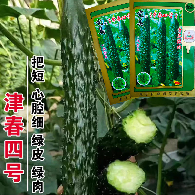 新津春四号黄瓜种子 耐热耐寒密刺青瓜早春四季蔬菜种籽 高产抗病