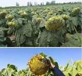 Большие съедобные семена подсолнечника с высоким уровнем урожая.