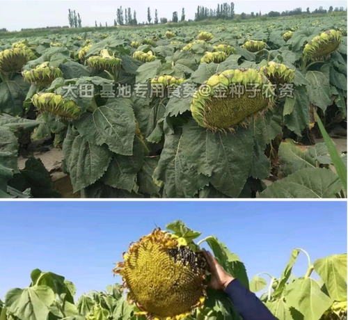 Большие съедобные семена подсолнечника с высоким уровнем урожая.
