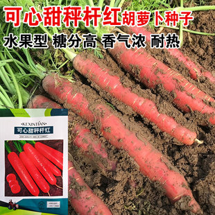 可心甜秤杆红胡萝卜种子红皮水果萝卜籽秋冬季盆栽蔬菜种孑籽四季