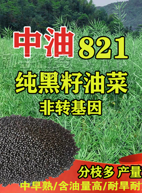 实心矮杆油菜种子荚密含油高油菜纯黑籽油菜中油821华油999油菜籽
