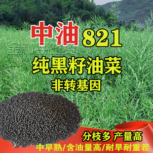 实心矮杆油菜种子荚密含油高油菜纯黑籽油菜中油821华油999油菜籽