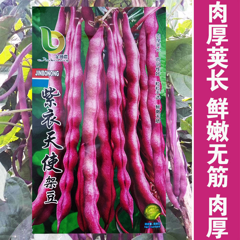 金种子不开花荚密架豆图片
