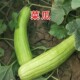 青龙菜瓜蔬果种子耐热碧绿脆瓜蔬菜种籽春秋冬四季 播阳台农家甜瓜