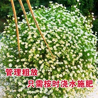 Bai Man Tianxing/50 грамм [доступная масса]