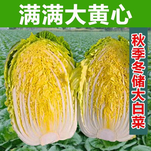 满满大黄心包头白菜秋季播高产