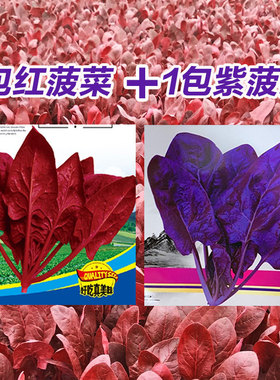 紫色菠菜种子 蔬菜籽春秋四季播大叶口感好国外引进阳台庭院盆栽