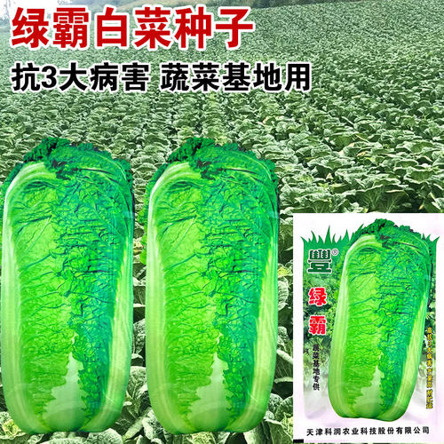 绿霸大白菜种子秋播冬储