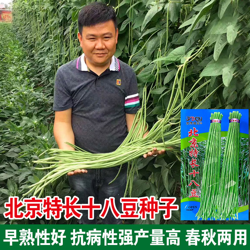 北京特长十八豆豇豆种子高产春季播耐热秋播耐寒 纤维少抗病性强