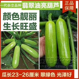 西葫芦种子中早熟高产翠绿油绿长棒形耐低温丰产大田西胡芦种籽孑