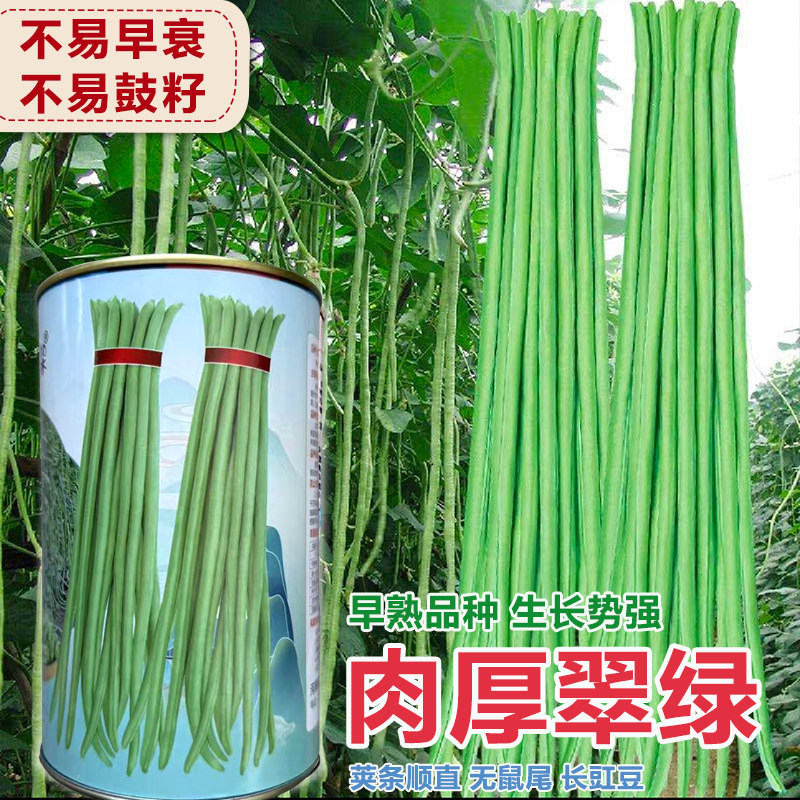 肉厚翠绿长豇豆种子挂满架图片