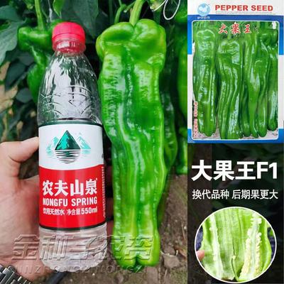 大果薄皮辣椒种子种薄皮大果泡椒种籽青椒皱皮虎皮椒春季蔬菜种子