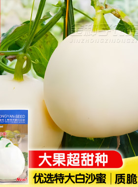 白沙蜜甜瓜香瓜种子超甜四季北方