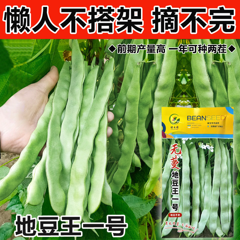 彩包蔬菜种子  大袋宽荚白莲花 地芸豆角 肉质多 无纤维