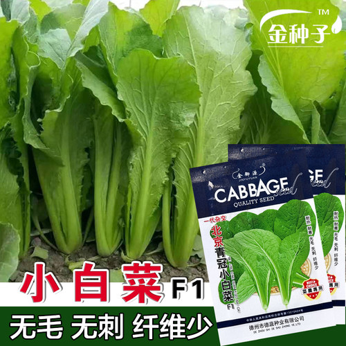 北京特快青梗四季小白菜