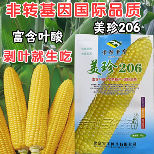 超甜水果玉米种子生吃甜脆无渣美珍206非转基因水果玉米种子籽甜