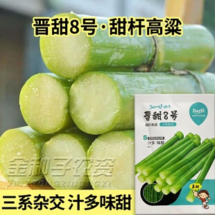 8号甜杆种子甘甜多汁四季播种水果甜高粱甜杆种子北方小甘蔗杂交