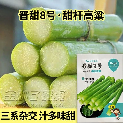 8号甜杆种子甘甜多汁四季播种
