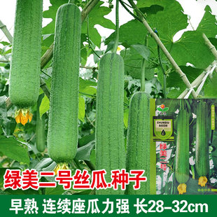 短棒油亮绿青皮丝瓜种子绿油丝瓜种籽四季爬藤架庭院秋冬籽播早熟