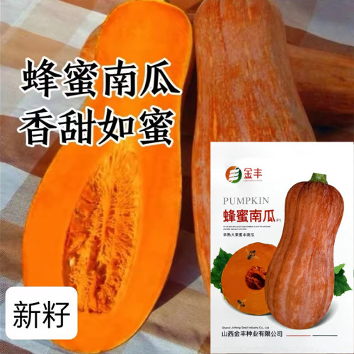 蜂蜜南瓜种子早熟大果粉糯