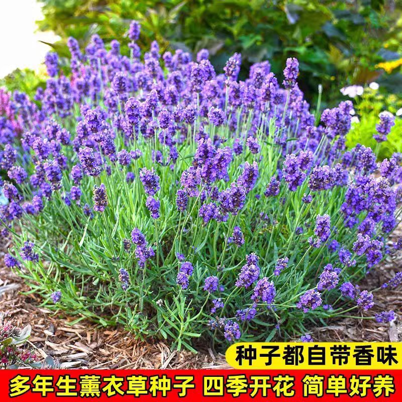 薰衣草种子四季开花易活庭院阳台盆栽室内花籽蚊虫香草种孑芳香草