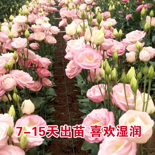 Цветочные семени садовые балкон -овощи, семена цветов океана, пастбища драконов Слава Цветочные Семена Балкон горшечные цветы