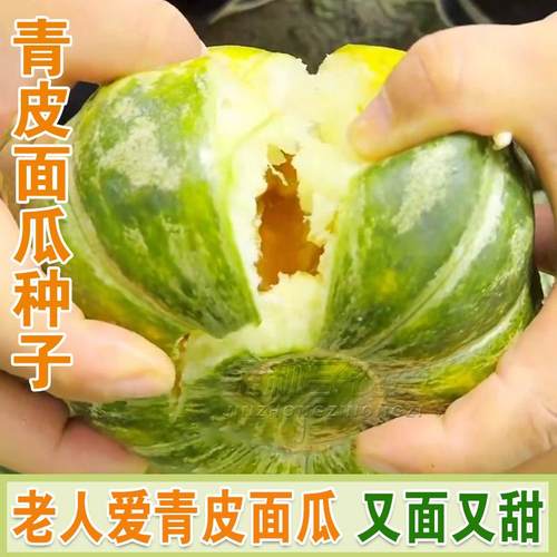 老品种面瓜种籽青皮面瓜黄皮黑皮面瓜露地生吃甜瓜种籽香瓜四季播