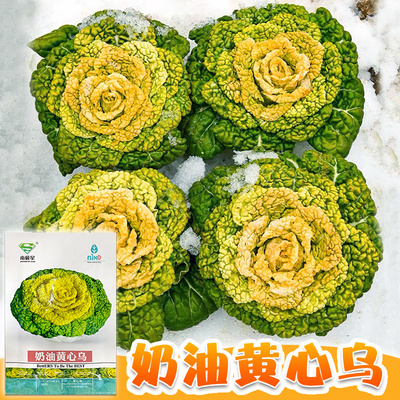 【可越冬】奶油黄心菜黄心乌种子