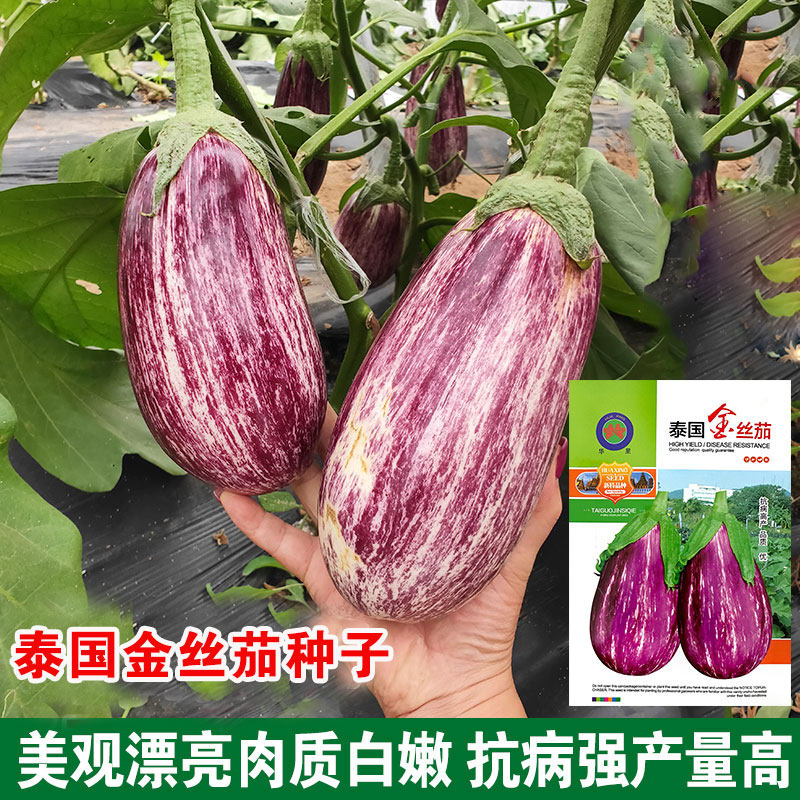 泰国金丝茄竹丝茄春季早茄子克米特茄子种子紫茄圆茄长茄线茄茄果,鲜花速递/花卉仿真/绿植园艺,家庭园艺种子,淘宝优惠券,粉丝福利购,淘宝优惠卷