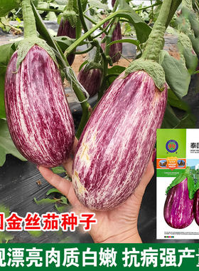 泰国春季种子圆茄