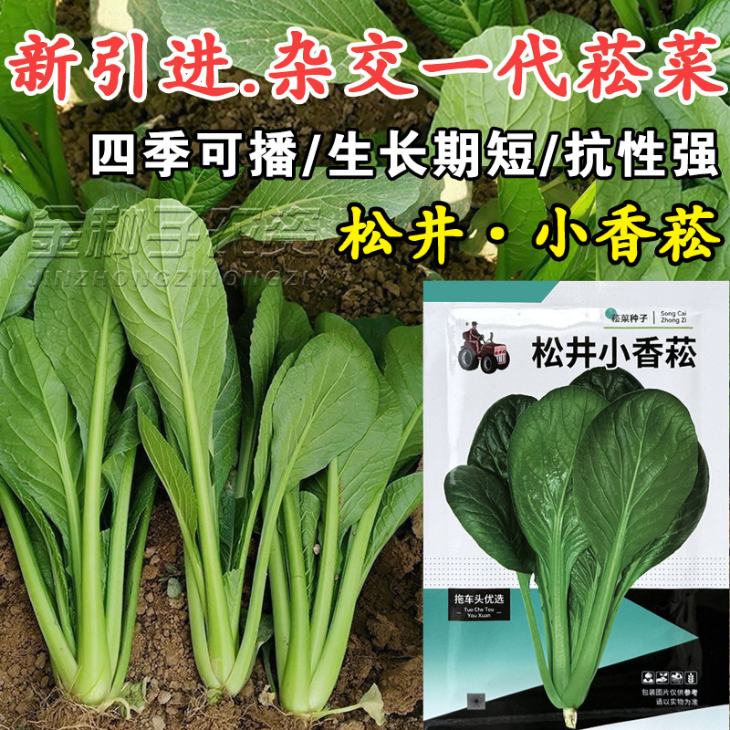 常丰松井小香菘四季可播种子图片