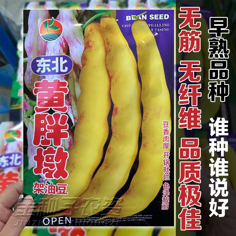 黄金钩油豆种子早熟黄豆角种籽东北架芸豆春秋季大田菜豆蔬菜种孑图片