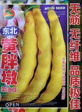 黄金钩油豆种子早熟黄豆角种籽东北架芸豆春秋季大田菜豆蔬菜种孑