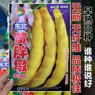 黄金钩油豆种子早熟黄豆角种籽东北架芸豆春秋季大田菜豆蔬菜种孑