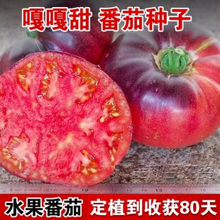 传家宝嘎嘎甜水果番茄种子好吃黑番茄超甜圣女果西红柿蔬菜种孑籽