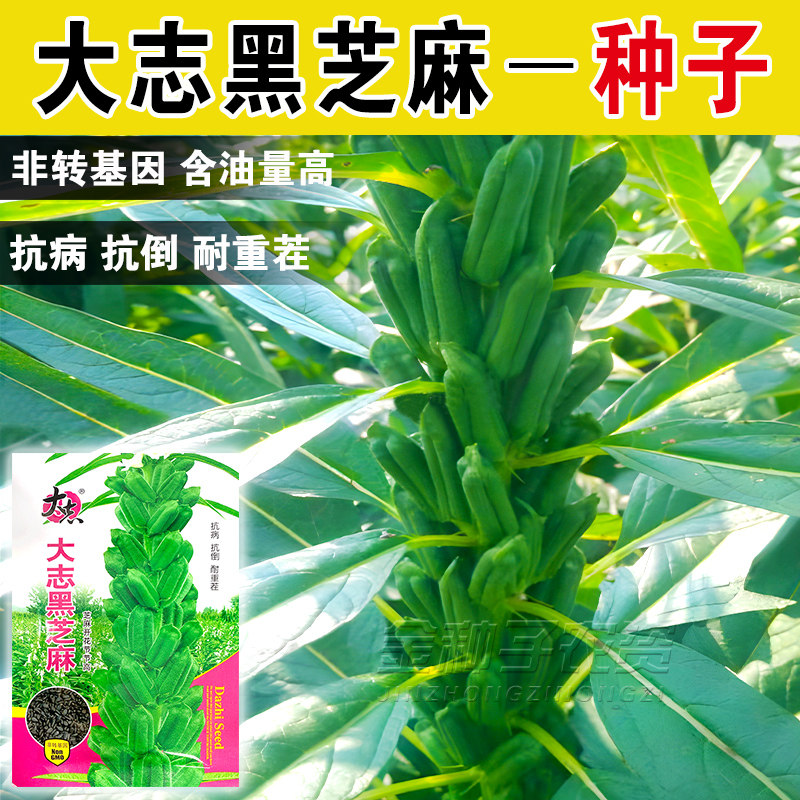 黑芝麻种子籽五谷杂粮种子图片