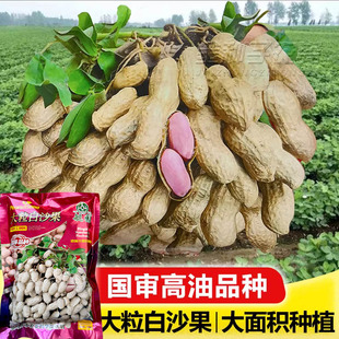 大小白沙带壳原种花生籽春季大果超高产花生种子原种早熟山东鲁花