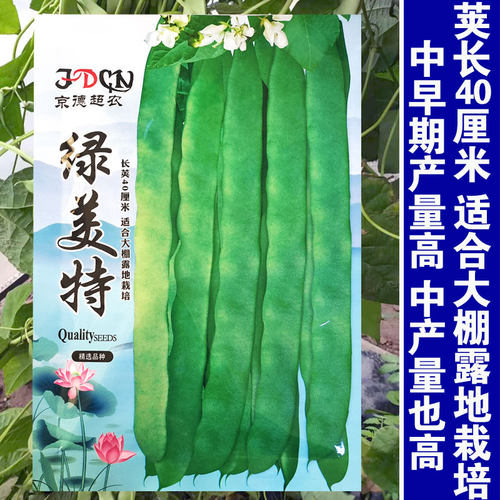 扁豆种籽玉龙三号青绿架芸豆种子春秋早熟抗病高产豆角蔬菜种孑