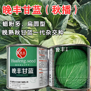 晚丰甘蓝种子扁圆型晚熟一代杂交种蜡粉多大圆包材卷心菜种子F1