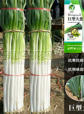 铁杆巨葱种子巨型大梧桐章丘大葱籽秋季高产四季耐热抗寒蔬菜种孑