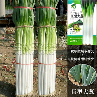 铁杆巨葱种子巨型大梧桐章丘大葱籽秋季高产四季耐热抗寒蔬菜种孑