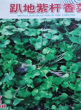 老品种紫根香菜矮杆趴地香菜种子小叶浓香型芫荽种籽四季蔬菜种子