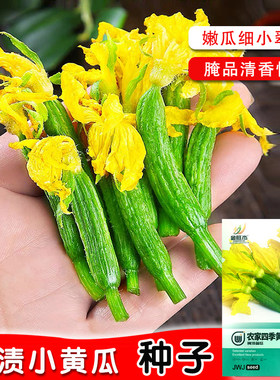 酱青瓜腌制菜小黄瓜乳黄瓜种子