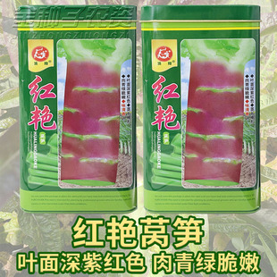 红都莴笋种子莴苣大田高产莴笋种子紫红尖叶清香高产耐寒莴笋种籽