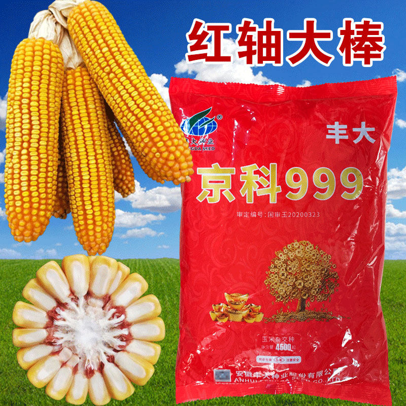 郑单958杂交大田玉米种籽京科999特高产饲料玉米种子春秋蔬菜种孑