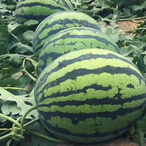 Семена арбуз радуги, кремово -желтый, как радуга высокий сахар с высоким сахаром, супер супер сладкий четыре сезона, посеянный весенний сезон, сеять семена арбуза