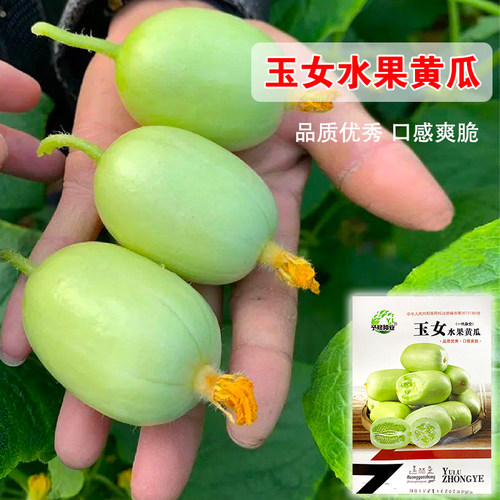 迷你玉女黄瓜种籽水果小黄瓜种孑